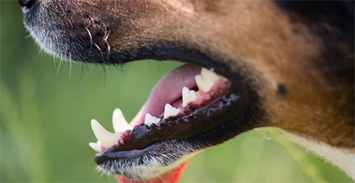Chez les chiens, la race ne suffit pas pour prédire et prévenir le risque de morsure